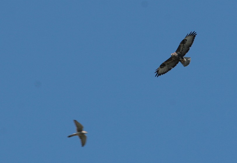 urla disumane dal cielo